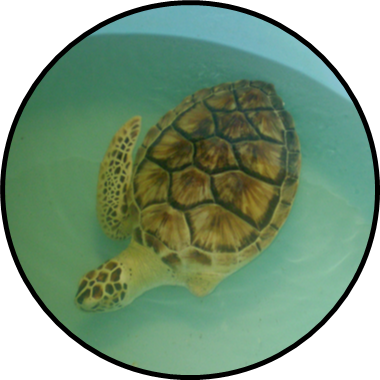 Allison the Sea Turtle