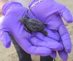 Mary Ann Tous Holding Sea Turtle Hatchling