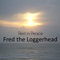 RIP Fred the Loggerhead Sea Turtle in South Padre Island