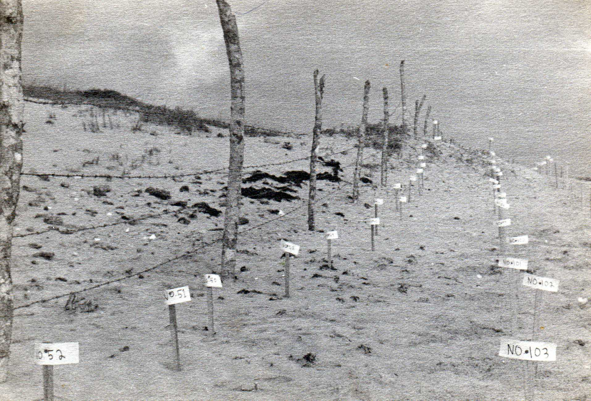 Sea turtle nests at Rancho Nuevo 1960s