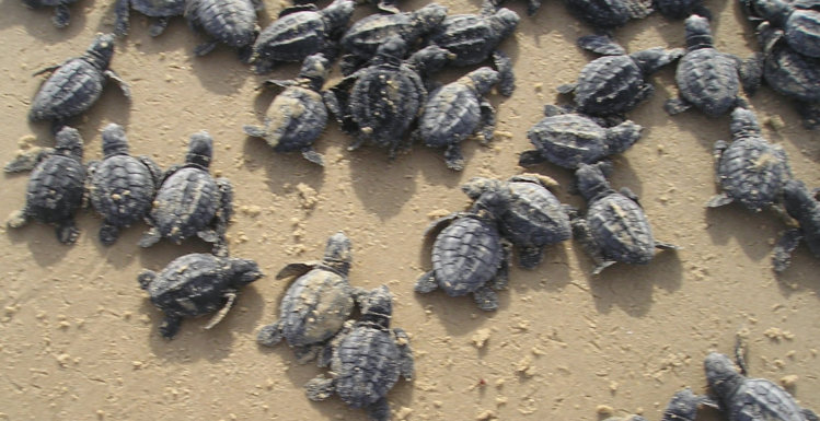 Sea Turtle Hatchlings Going to Sea in South Padre Island, Texas