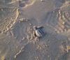 A sea turtle hatchling on the beach of South Padre Island