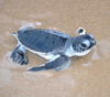 A baby Green hatchling on South Padre Island's Gulf beach