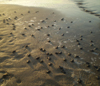 Sea Turtle hatchlings crawl across the beach to get to the sea