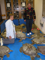 Mary Ann Tous and Mayor Pinkerton check on the condition of rescued sea turtles during the cold stranding of January, 2007 in South Padre Island