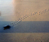 A sea turtle hatchling makes tracks across the South Padre Island beach